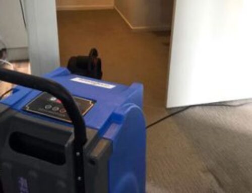 Why Regular Carpet Cleaning Extends Carpet Life